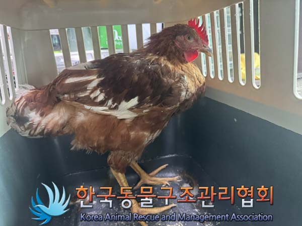 한국동물구조관리협회_411317202400274